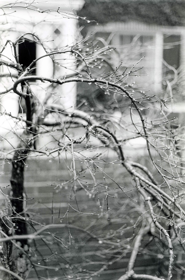 Matthew Eisner - Tree in Winter
